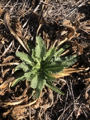 Dipsacus sativus