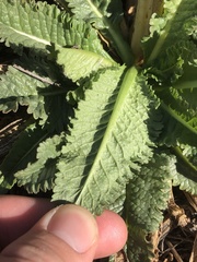 Dipsacus sativus
