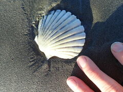 Pecten novaezelandiae