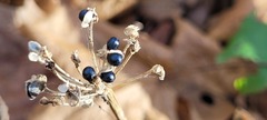 Allium tricoccum