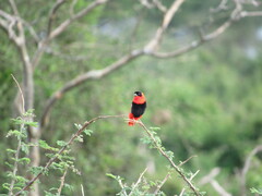 Euplectes franciscanus