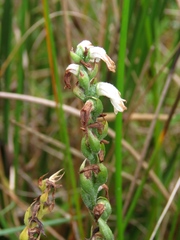 Spiranthes cernua