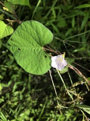 Ipomoea × leucantha
