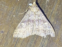Renia discoloralis