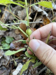 Neolasioptera lycopi