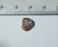 Corbicula fluminea