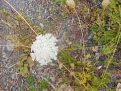 Daucus carota