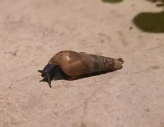 Rumina decollata