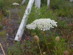 Daucus carota