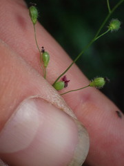 Dichanthelium leibergii