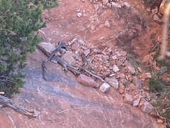 Crotalus molossus molossus