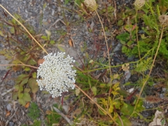 Daucus carota