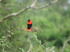 Euplectes franciscanus