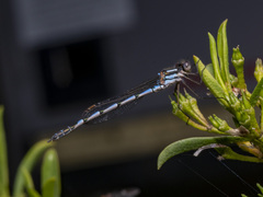 Austrolestes annulosus