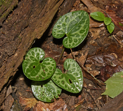 Hexastylis virginica