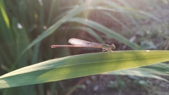 Ceriagrion auranticum
