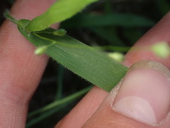 Dichanthelium leibergii