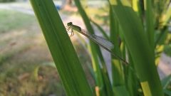 Ceriagrion auranticum