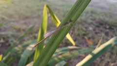 Ceriagrion auranticum