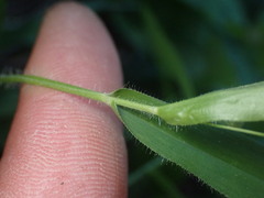 Dichanthelium leibergii