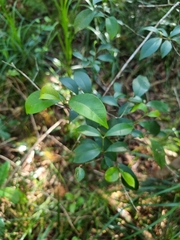 Syzygium smithii
