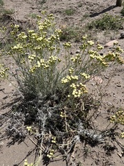 Senecio filaginoides