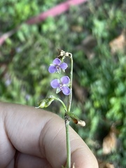 Murdannia nudiflora