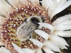 Bombus mesomelas