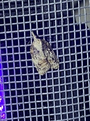 Platynota exasperatana