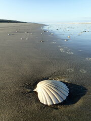 Pecten novaezelandiae