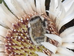 Bombus mesomelas