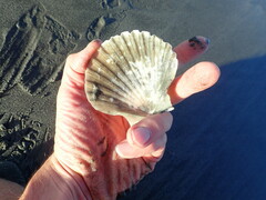 Pecten novaezelandiae