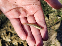 Etheostoma gracile