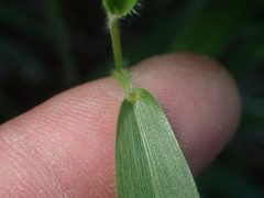 Dichanthelium leibergii