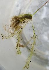 Utricularia striata