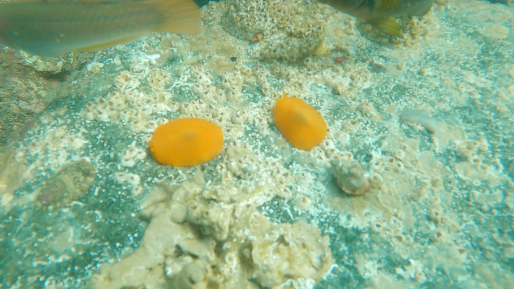 Engel's Gumdrop