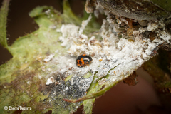 Hyperaspis scutifera