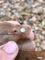 Tischeria quercitella