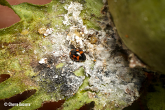 Hyperaspis scutifera