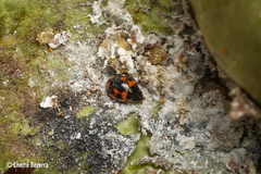 Hyperaspis scutifera