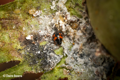 Hyperaspis scutifera