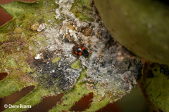 Hyperaspis scutifera