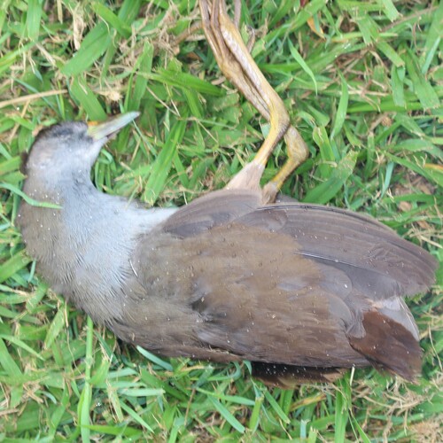 Pale-vented Bush-hen (Amaurornis moluccana), photo 9