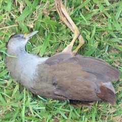 Amaurornis moluccana