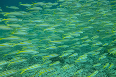 Mulloidichthys dentatus