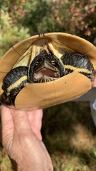 Deirochelys reticularia