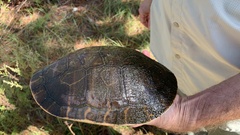 Deirochelys reticularia