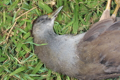 Amaurornis moluccana