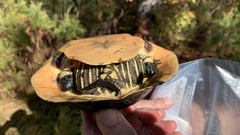 Deirochelys reticularia