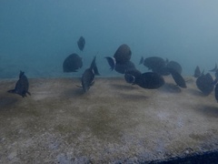Acanthurus blochii